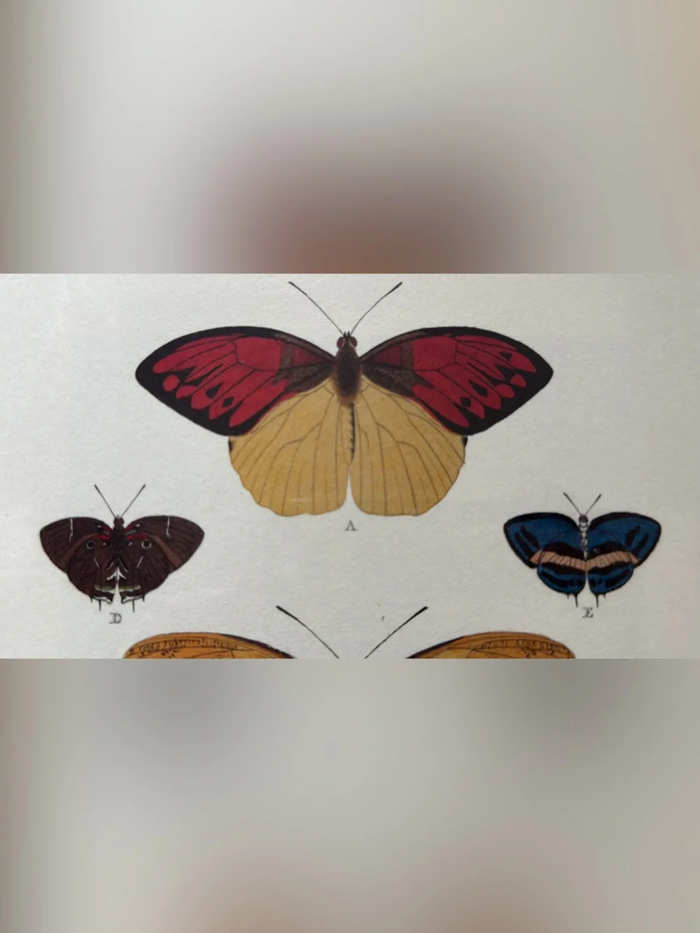 Botanical Butterfly Art Print in Gold Frame
